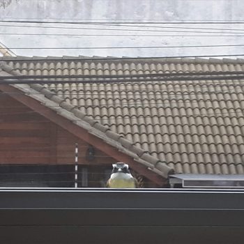 Até esqueço meu café esfriando