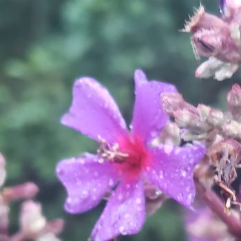 Armadura de flores