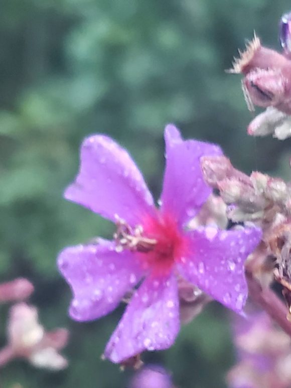 Armadura de flores