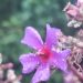 Armadura de flores