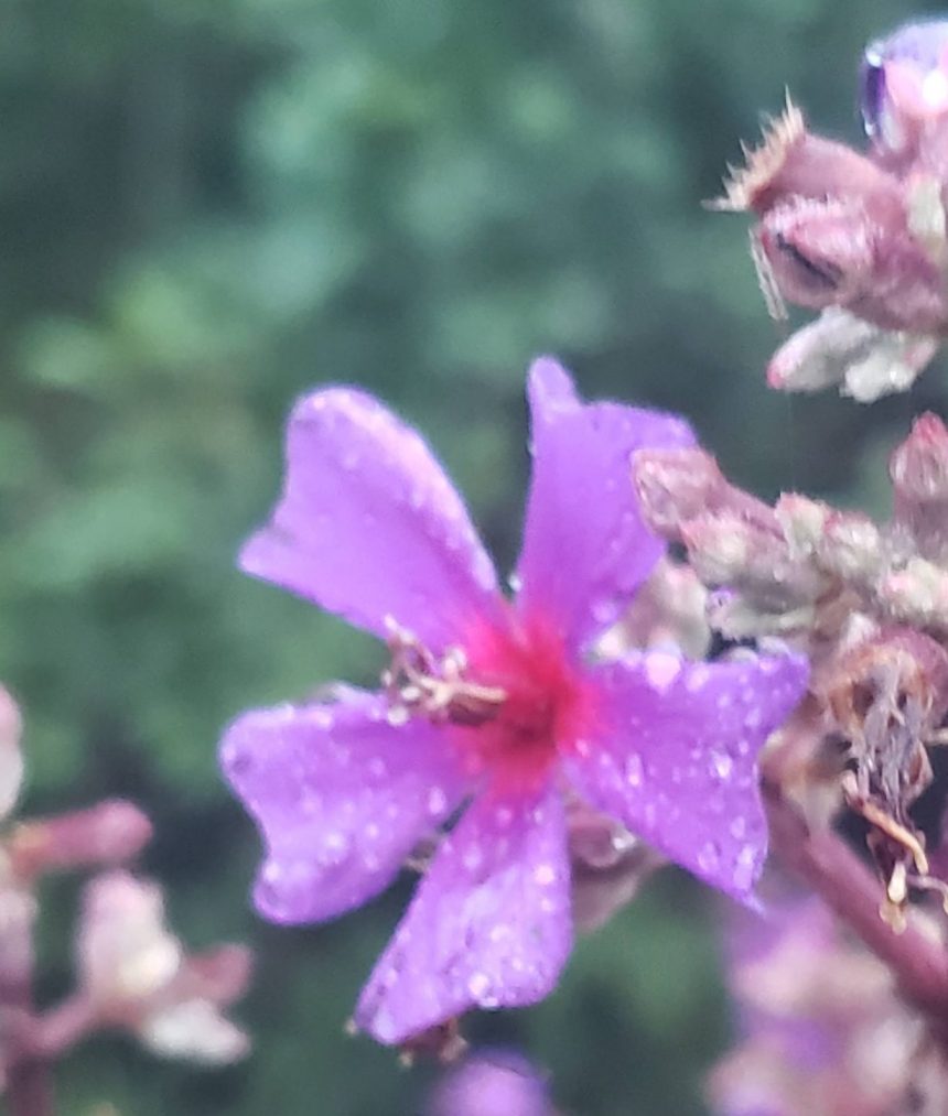 04 Armadura de flores